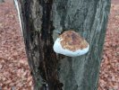 białoporek brzozowy